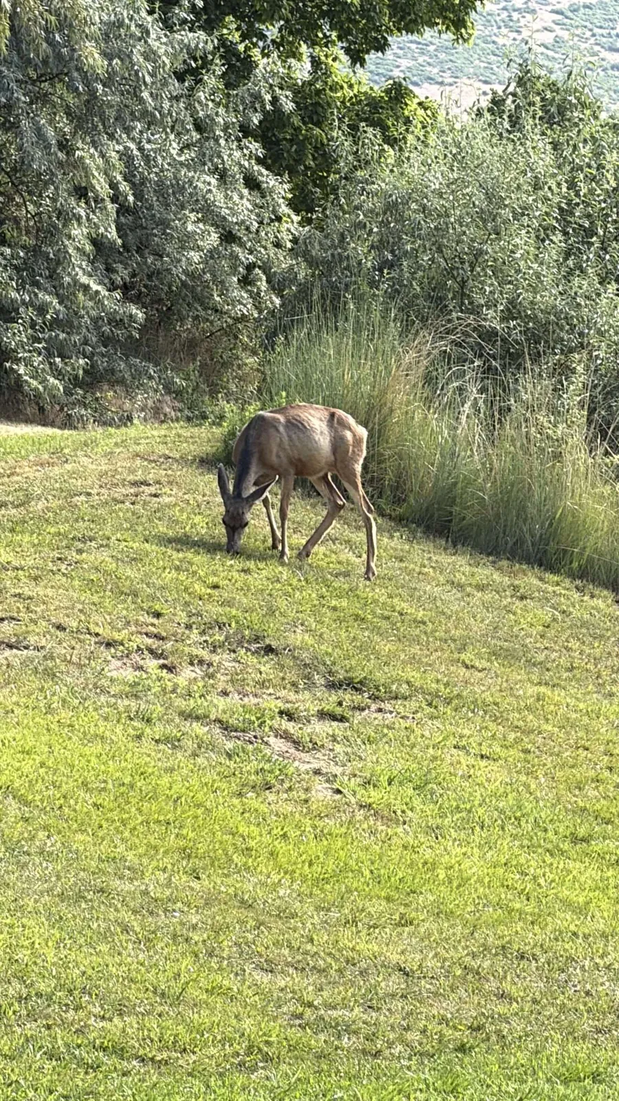 Golf June 2026