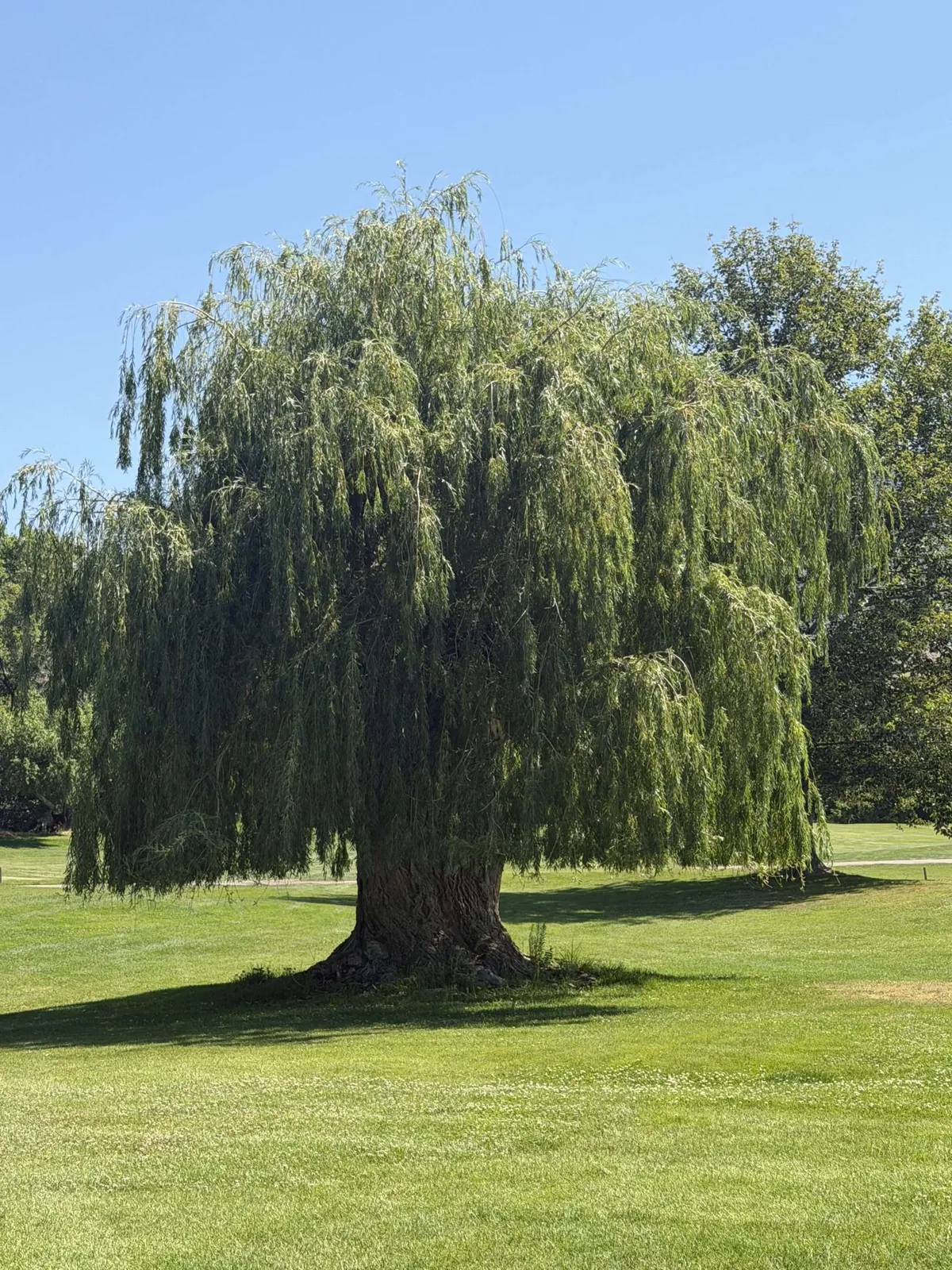 Golf June 2026